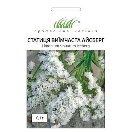 Семена статица Айсберг
