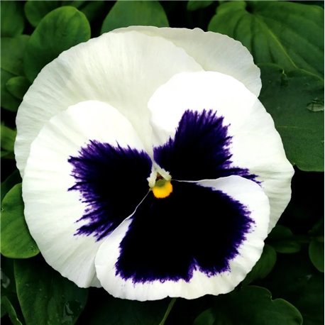 Семена виола Маммут F1 гламарама вайт