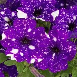 Семена Петунии мультифлора Звездное небо (Дот Стар F1) темно-фиолетовая