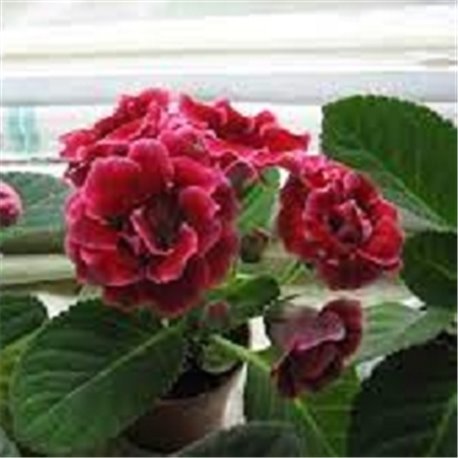 Насіння Глоксинії махрової Брокад F1 червона