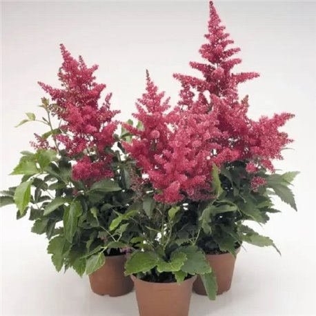 Семена Астильба Астаре розовый