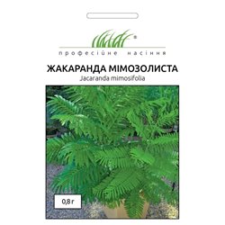 Насіння Жакаранда Мімозолиста