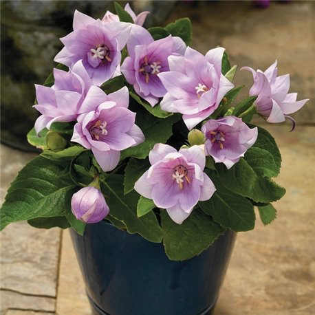 Семена платикодон Астра розовый