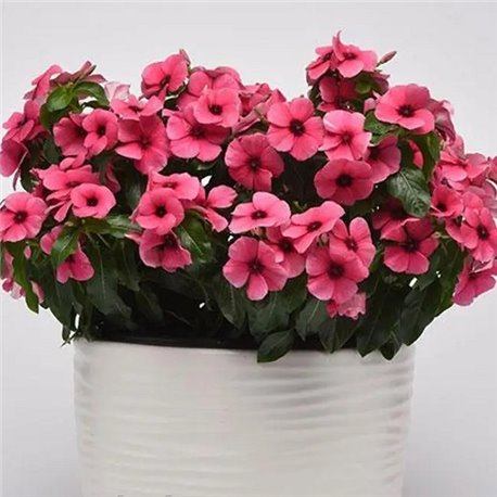 Насіння катарантуса Тату F1 raspberry