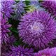 Семена Астры Ювель игольчатая фиолетовая