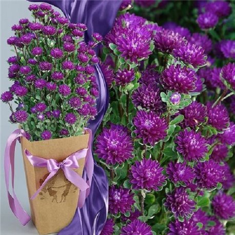 Семена Астры Трубадур темно-пурпурная