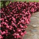 Насіння Бегонії гібридна (вічноквітуча) BIG DeluXXe F1 рожева бронзове листя