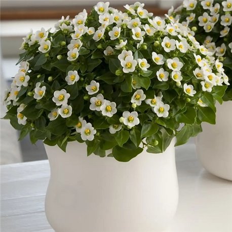 Семена экзакум Принцесса белый