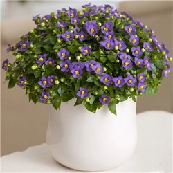 Насіння екзакум Принцесса темно-синій