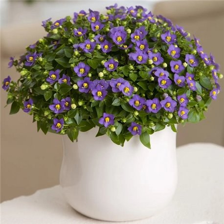 Насіння екзакум Принцесса темно-синій