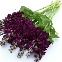 Семена Левкой (маттиола) Aida purple для среза