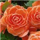 Семена Бегония клубневая  AmeriHybrid F1 Ruffled Picotee Lace apricot