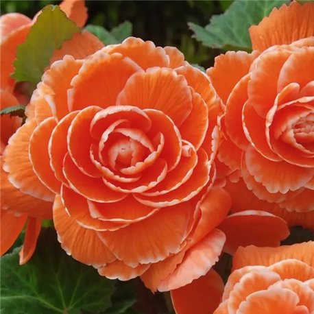 Семена Бегония клубневая  AmeriHybrid F1 Ruffled Picotee Lace apricot
