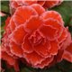 Насіння Бегонії бульбова AmeriHybrid F1 Ruffled Picotee Lace Red