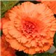 Семена Бегония клубневая AmeriHybrid Ruffled apricot