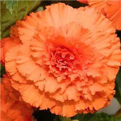 Насіння Бегонії бульбова AmeriHybrid Ruffled apricot