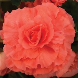 Семена Бегония клубневая AmeriHybrid Ruffled coral salmon