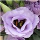 Насіння еустоми великоквіткової махрової Розіта F1 lavender