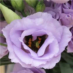 Насіння еустоми великоквіткової махрової Розіта F1 lavender