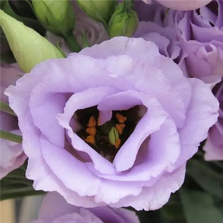 Семена эустомы крупноцветковой махровой Розита F1 lavender