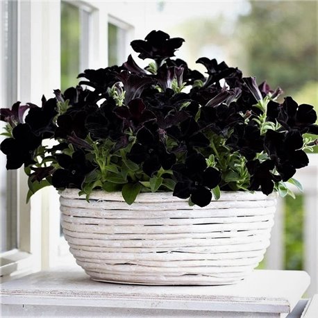 Насіння петунії Софістика F1 Blackberry 5 драже