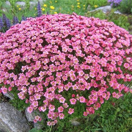 Насіння Ломикамінь Арендса Хайлендер rose shades