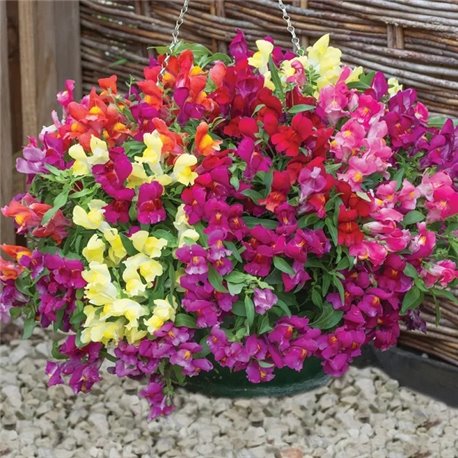 Семена Львиный зев (Антирринум) каскадный Кэнди Шауэр F1 mix 5шт.