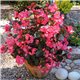 Насіння Бегонії гібридна BIG DeluXXe F1 пінк зелене листя