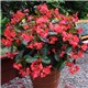 Насіння Бегонії гібридна BIG DeluXXe F1 червона зелене листя