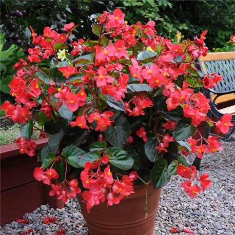 Семена Бегонии гибридная BIG DeluXXe F1 красная зеленый лист