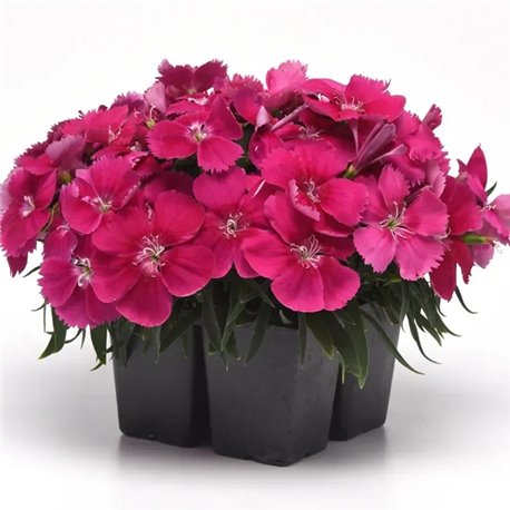 Насіння гвоздики китайської Коронет F1 rose 5 драже