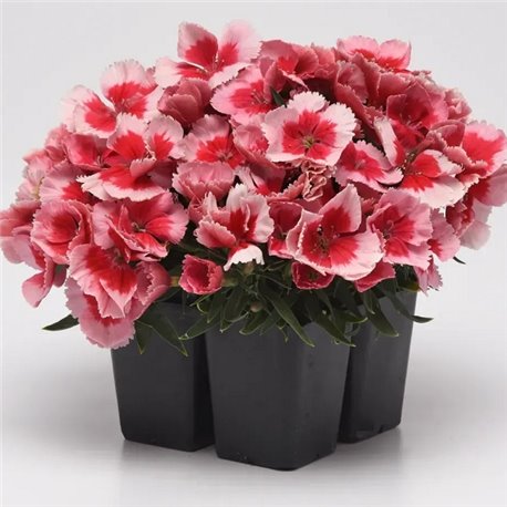 Семена гвоздики китайской Коронет F1 strawberry5 драже