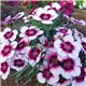 Насіння гвоздики китайської Коронет F1 white purple eye5 драже