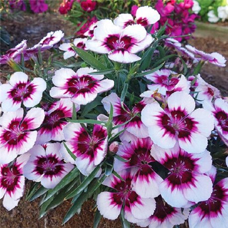 Насіння гвоздики китайської Коронет F1 white purple eye5 драже