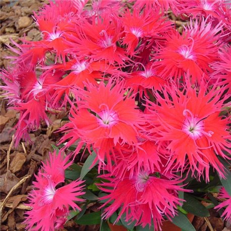 Семена гвоздики китайськой Супра F1 Кримсон