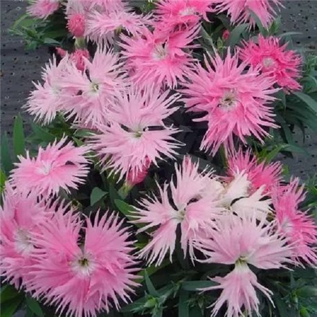 Насіння гвоздики китайської Супра F1 лососева