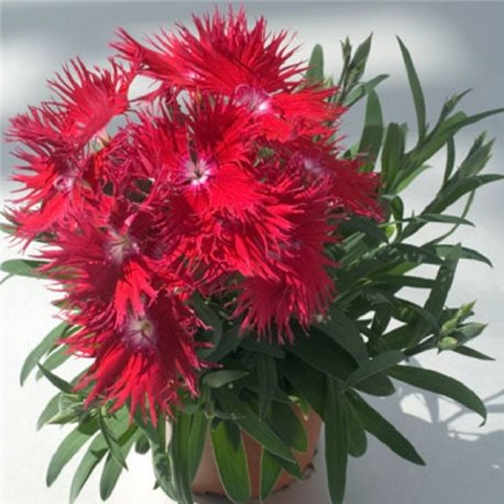 Насіння гвоздики китайської Супра F1 червоний