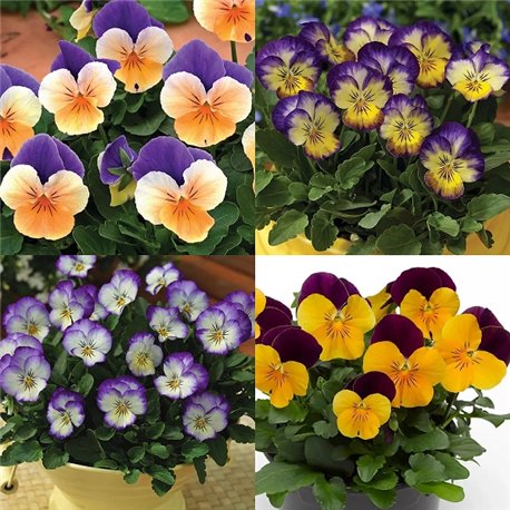 Семена виола рогатой Пенни F1 смесь