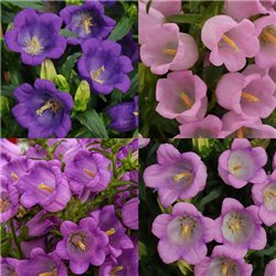 Семена колокольчика средние Campana mix 4 драже