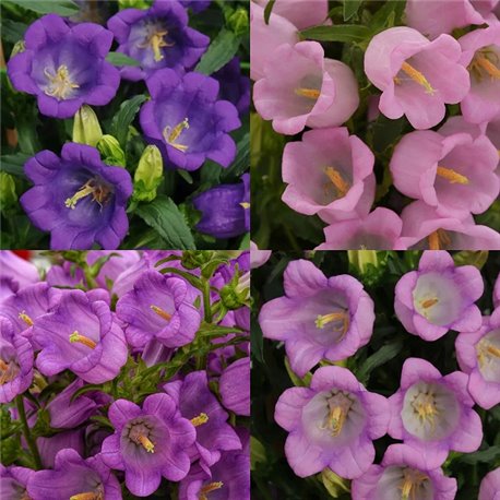 Насіння дзвоників середній Campana mix 4 драже