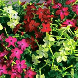 Семена табак крылатый саратога f1 смесь