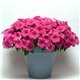 Семена петунии ампельной Изи Вейв F1 pink cosmo 3 драже