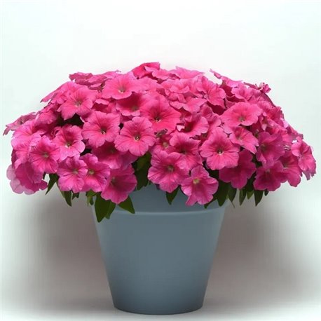 Семена петунии ампельной Изи Вейв F1 pink cosmo 3 драже