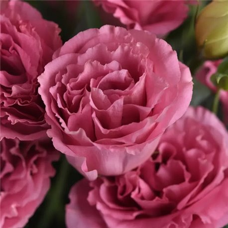 Насіння еустоми великоквіткової махрової АВС F1 рожева