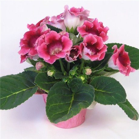 Семена Глоксинии Аванти F1 персиково-розовой 5 драже