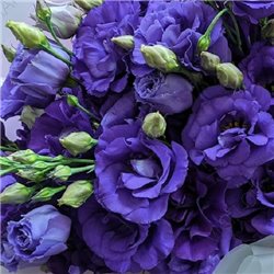 Семена эустомы крупноцветковой махровой АВС F1 blue