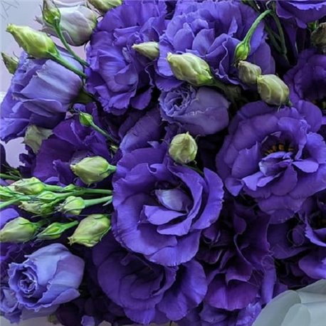 Семена эустомы крупноцветковой махровой АВС F1 blue