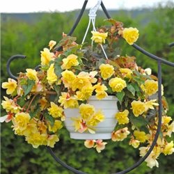 Насіння Бегонії бульбова ампельна Іллюмінейшен F1 lemon10 драже