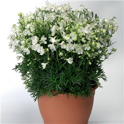 Насіння Дельфініуму великоквітковий Делфікс white10шт.