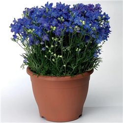 Семена Дельфиниума крупноцветковый Делфикс blue 10шт.